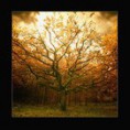 /album/reiki-fur-dich/in-october-by-raun-jpg1/